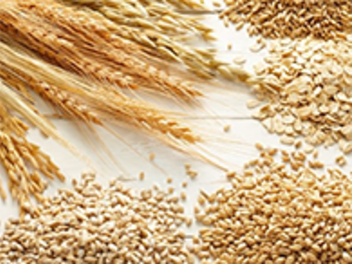 Wheat, Oats and grain kernels spread about in table. 