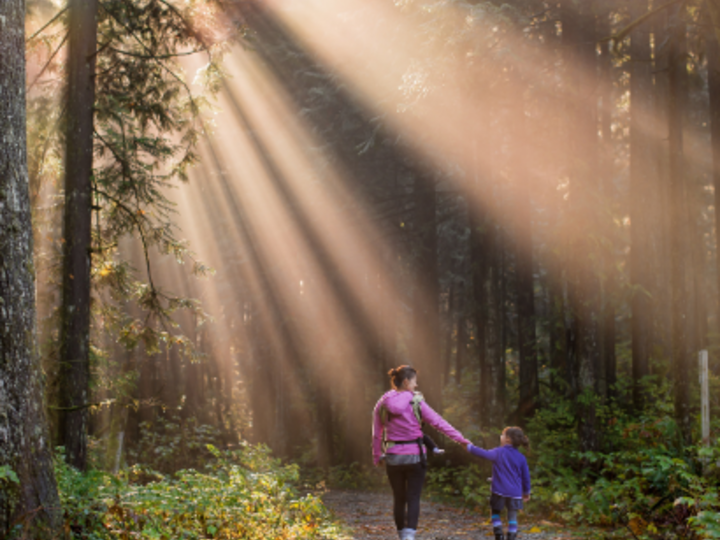 Woman and child walk hand-in-hand on a sunlit forest trail with rays streaming through tall trees.