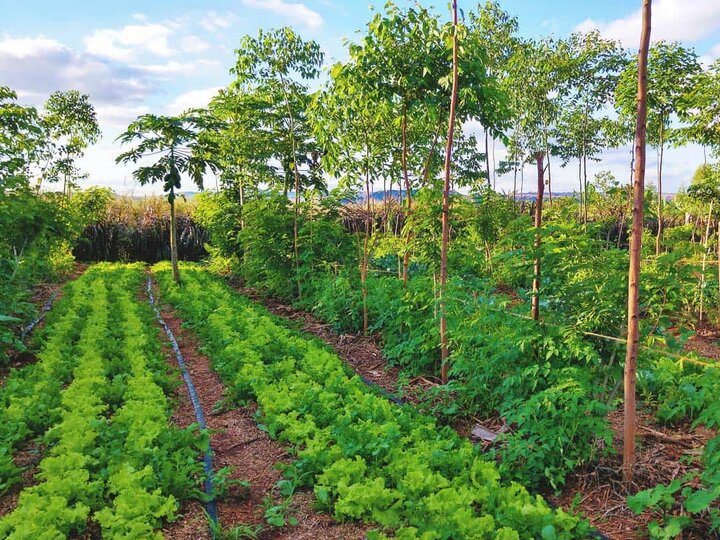 Regenerative Agriculture picture of garden with rows of lettuce and fruit trees