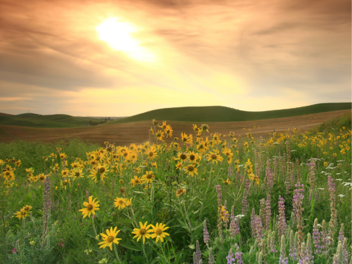 Sunlit meadow with yellow and purple wildflowers under a golden sky and rolling hills.