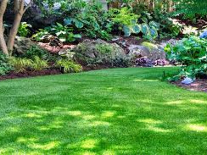 Green lawn surrounded by trees, bushes, and plants in a shaded backyard.